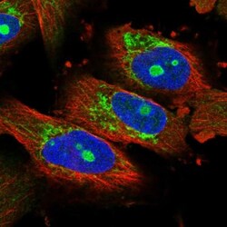 NOL7 Antibody, Novus Biologicals 25 &mu;L; Unlabeled:Antibodies, Polyclonal
